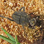 Sisyphus goryi